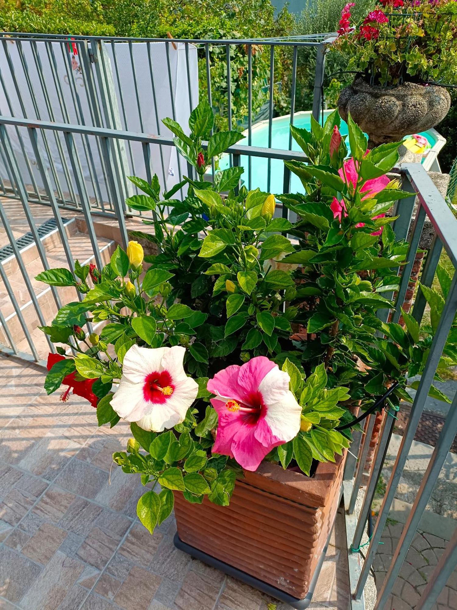 Le Rose Sul Lago 帕斯加特 外观 照片